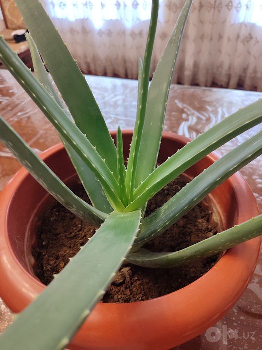 Aloe guli sotiladi