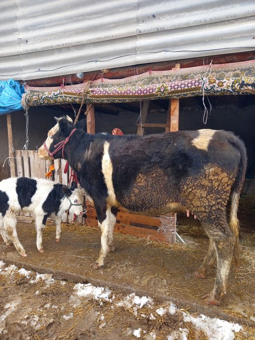 Сауынды сиыр сатылады