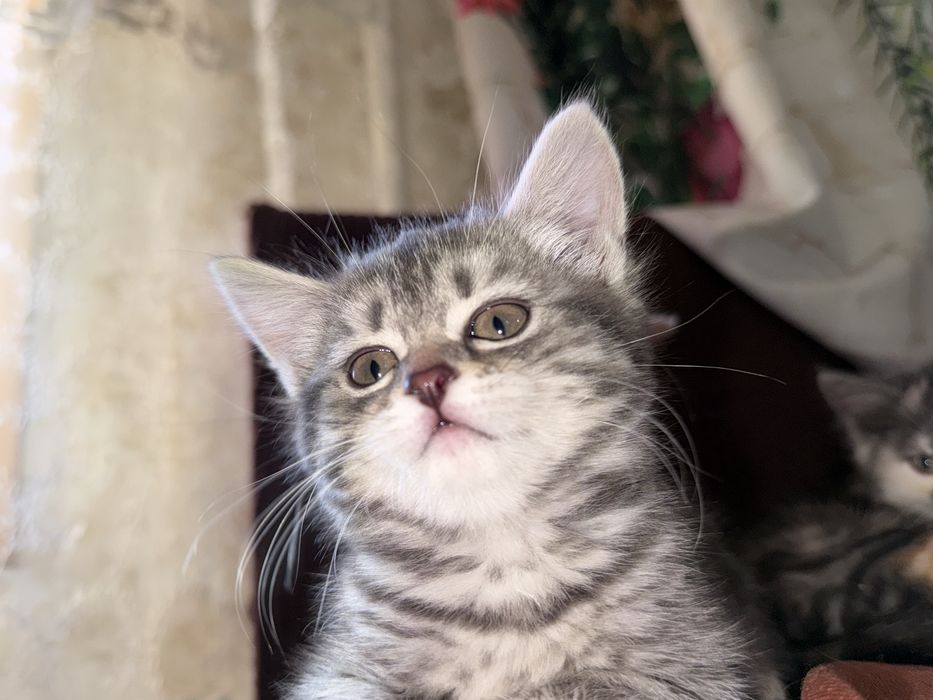 Отдам котенка в добрые руки