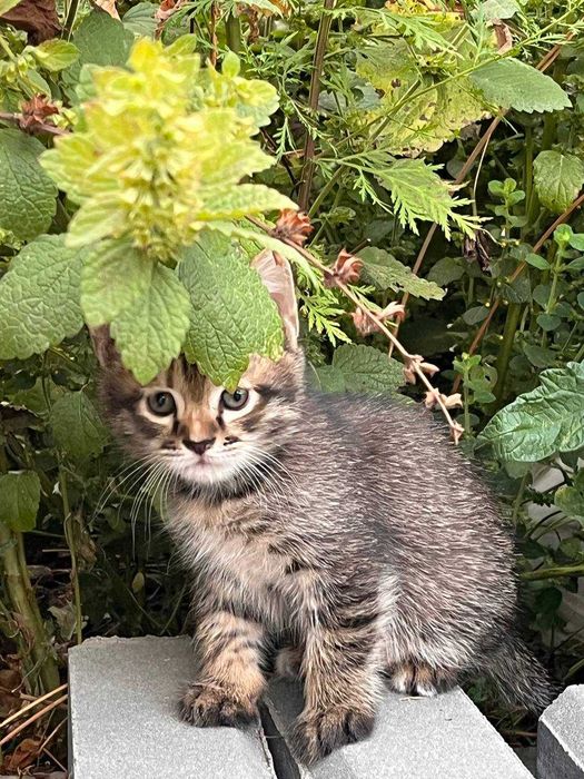 Отдам котенка в хорошие руки