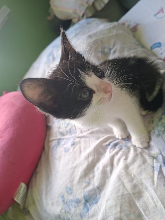 Котята в частный дом