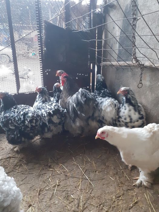 Oua cochinchina bobat