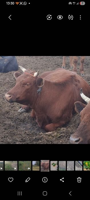 Продам карову 2х летку