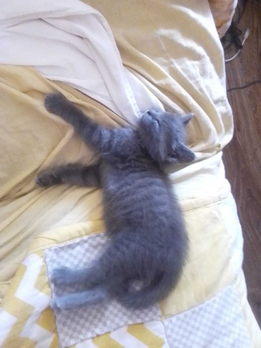 подарявам мъжко котенце на 45 дни