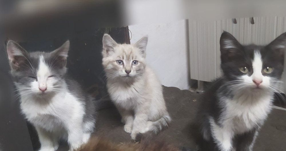 Подарим котят в хорошие руки