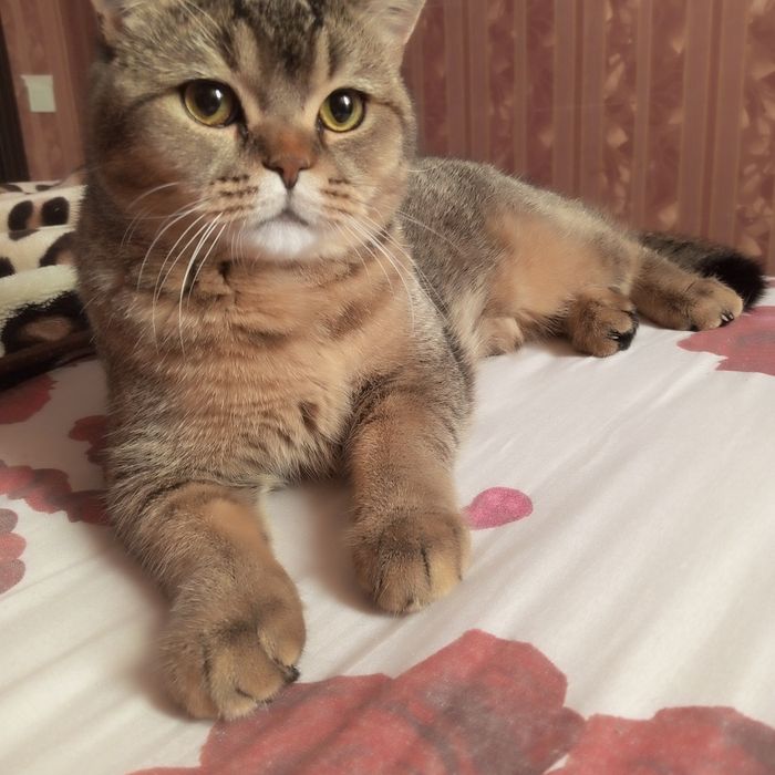 Skottish strayt ogil bola 7oyli