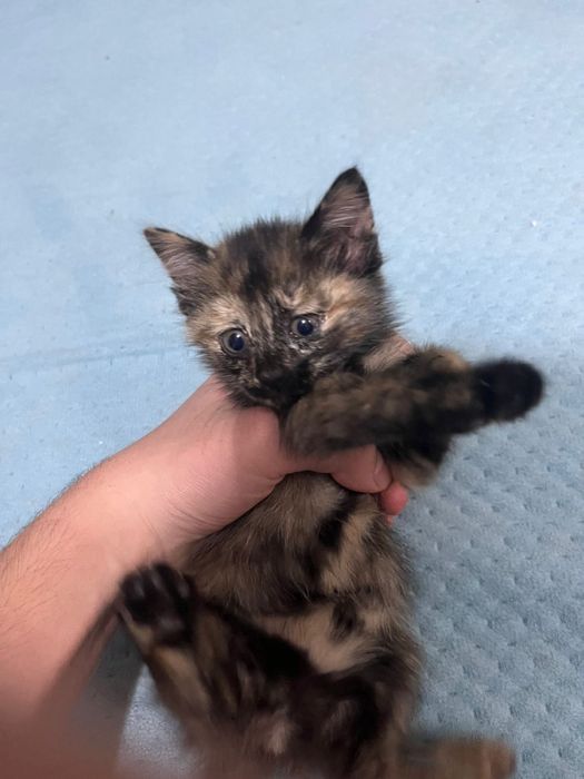 Котенок домашний