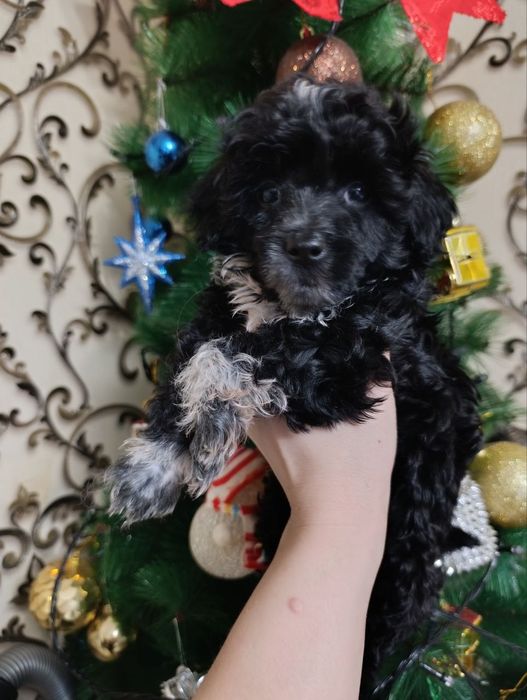 Пудель девочки готовы к переезду