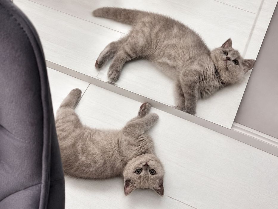 Британский котенок
