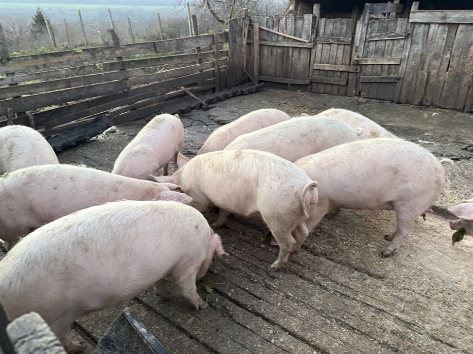 Прасета за клане