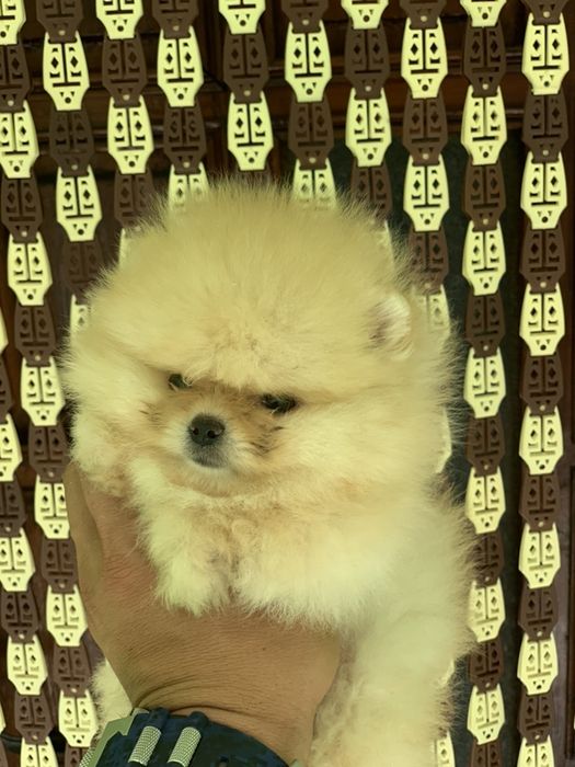 Померан мини мин