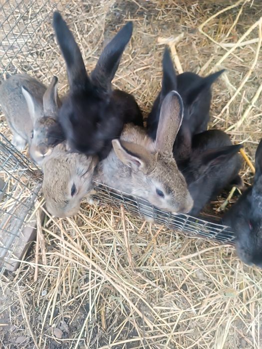 Кроликов продам.