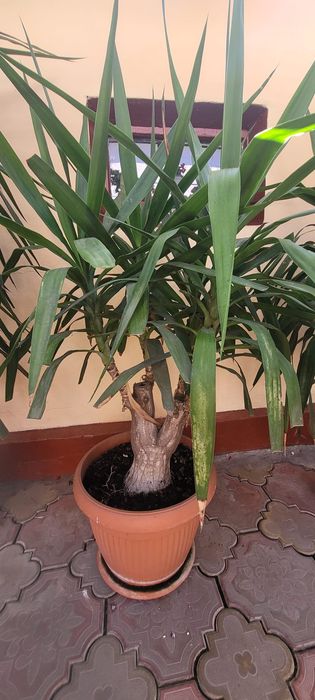 YUCCA matura 140 cm- 8 ani- planta decorativa deosebita