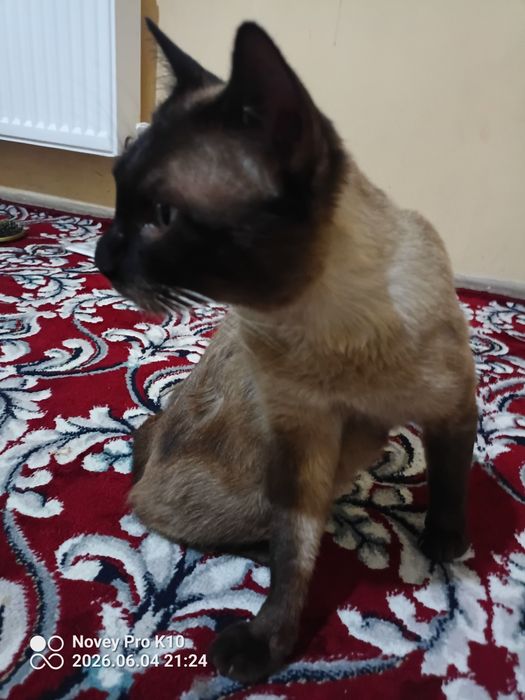 Mushuk sotiladi zotdor
