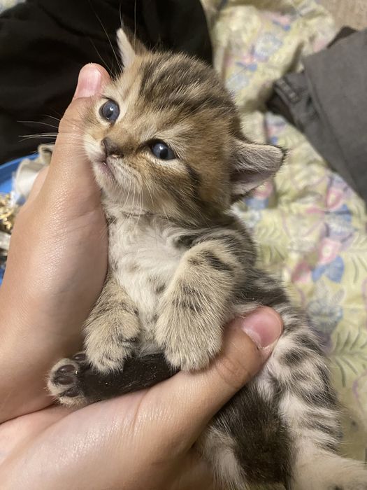 Котята британские