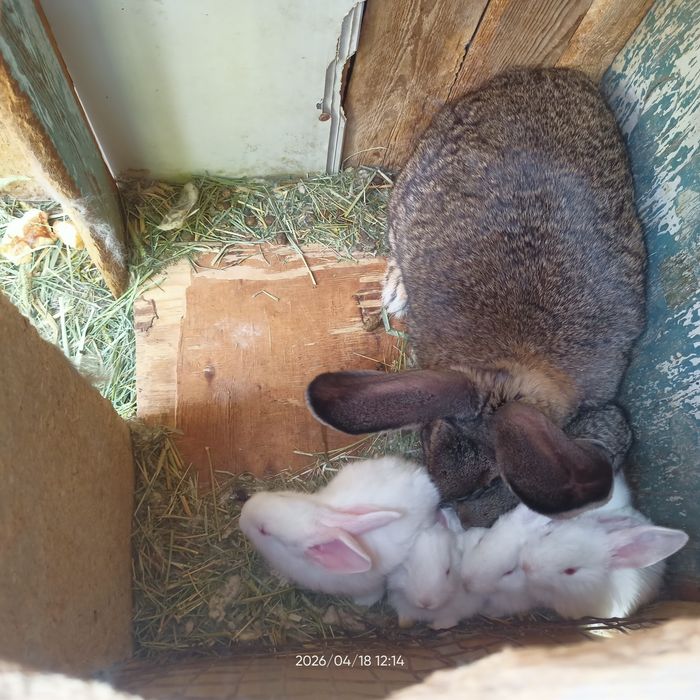 Куёнчалар сотилади