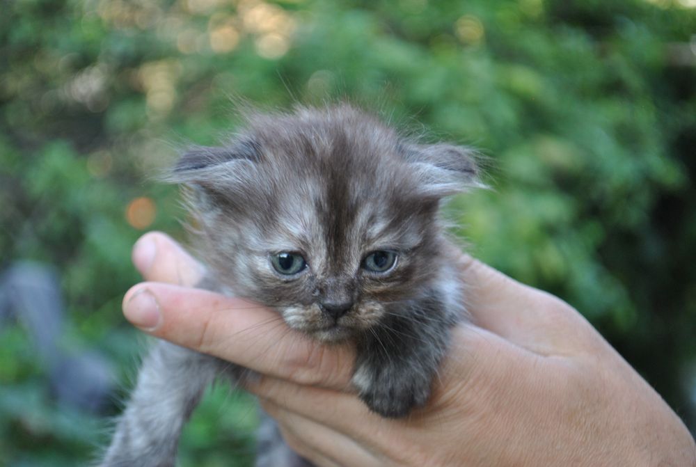Продам веслоухих котят