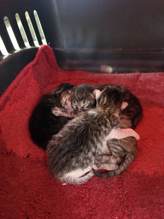 Pisicuțe pentru adopție