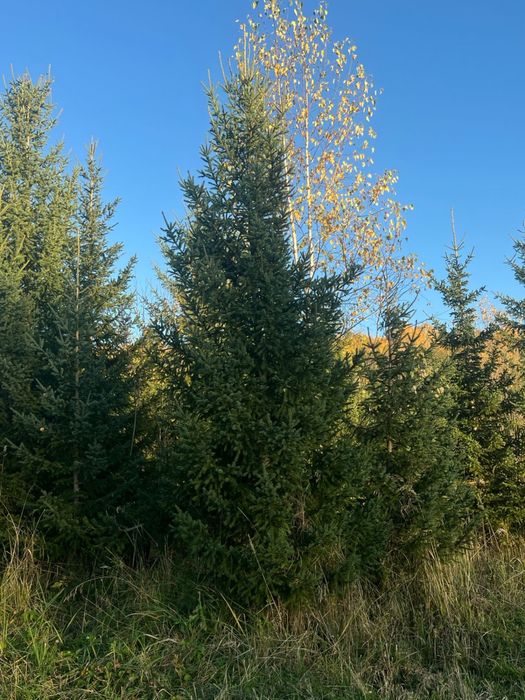 Ель зелёная сибирская