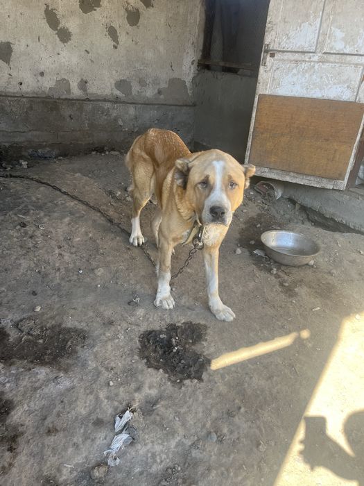 алабай тобет шатыс