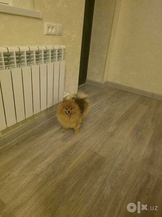 Померанский шпиц
