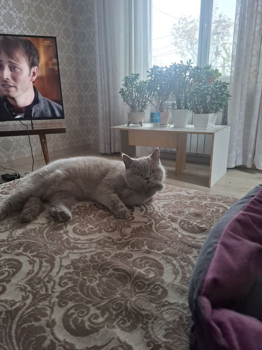 Кошка британка  короткошерстная