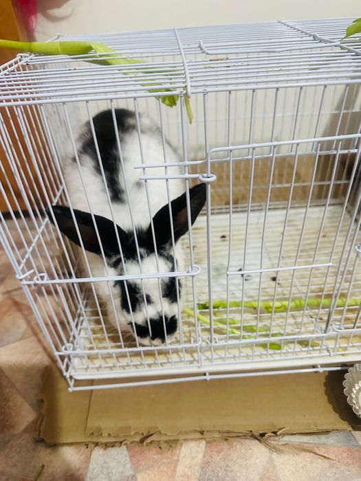 Продам кролика зайчика