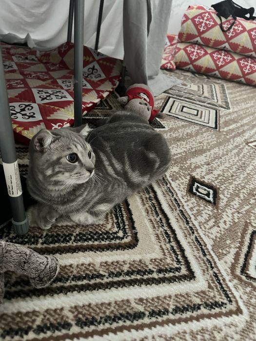 Кошка пародистая