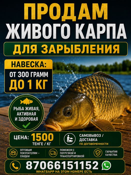 Продам  ЖИВОГО КОРПА на зарыбление навеска от 300 до 1 кг