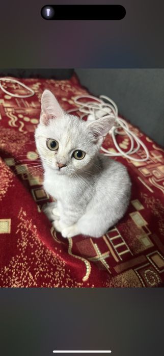 Котенок шиншиллы