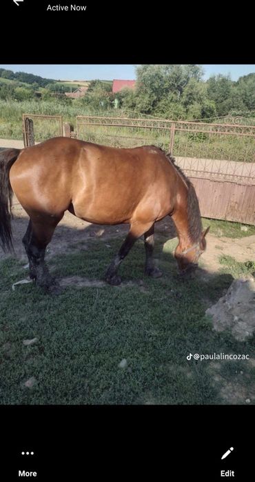 Vând o iapa bună de tras