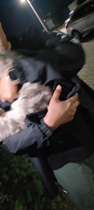 Кот в добрые руки