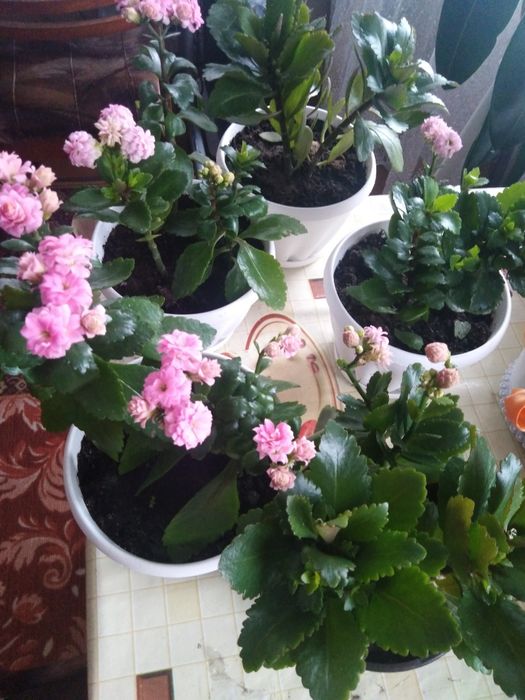 Цветы  рай. Мичурина