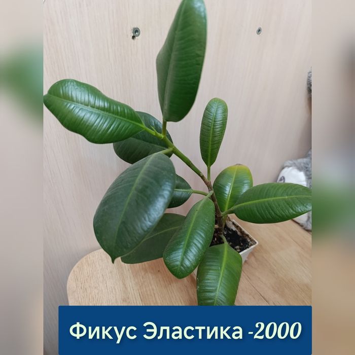 Комнатные цветы недорого