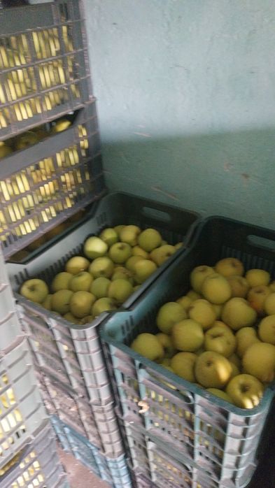 Vând mere angro și consum diferite soiuri, zona Voinesti Dambovita