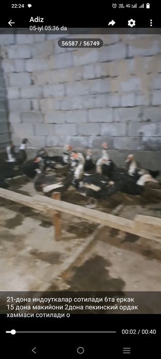 Quyon tovuq jojala sotiladi