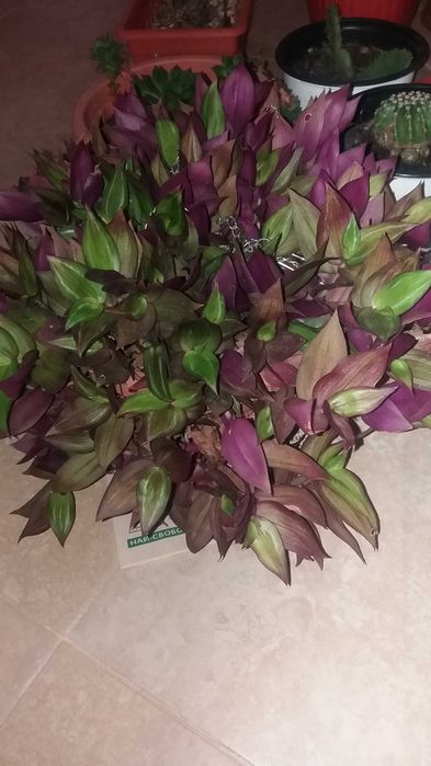 цветя и саксии всички за 25евро