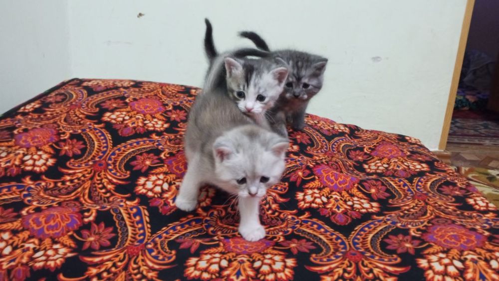 Продается котята