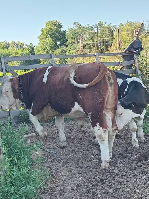 Vand taur de 1 an baltata romaneasca