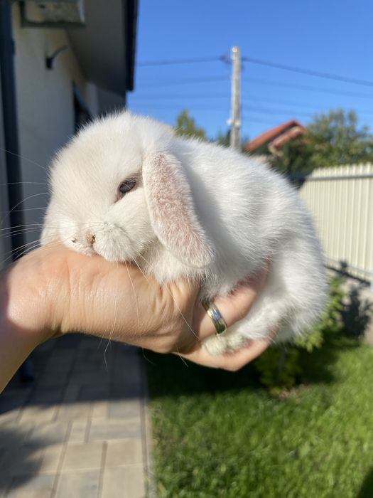 Iepuri pitici de companie Mini Lop/ Berbec pitic