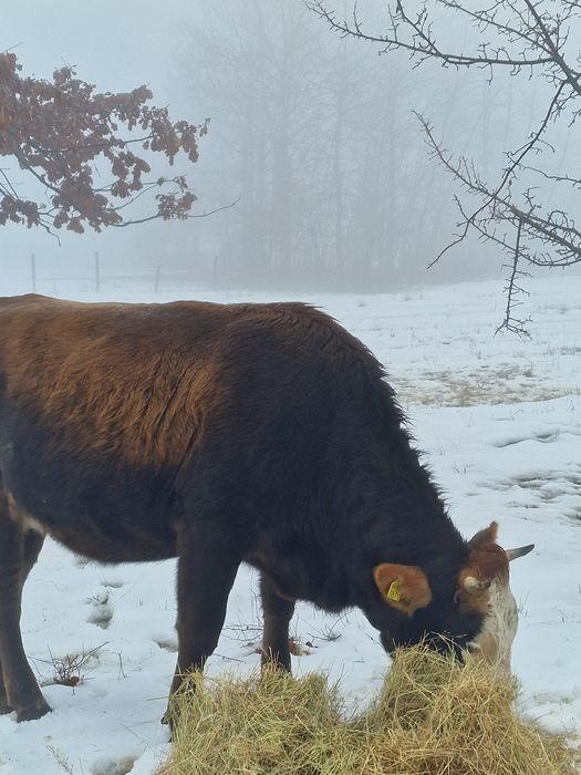 Vând vacă , depune pe 16 februarie