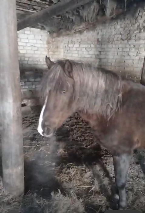 Лошадь Айгыр  7 жасар