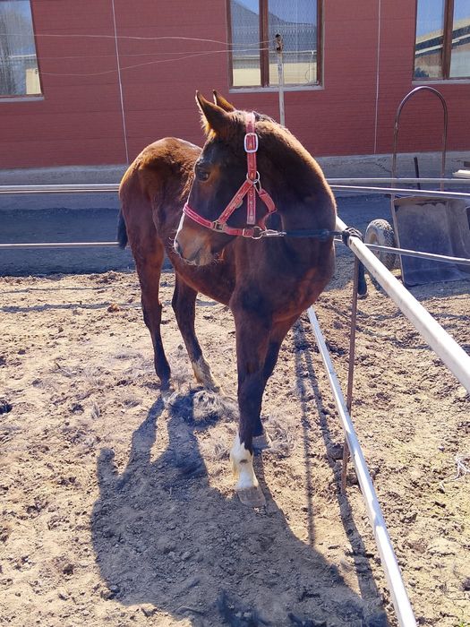 Продам жеребёнка