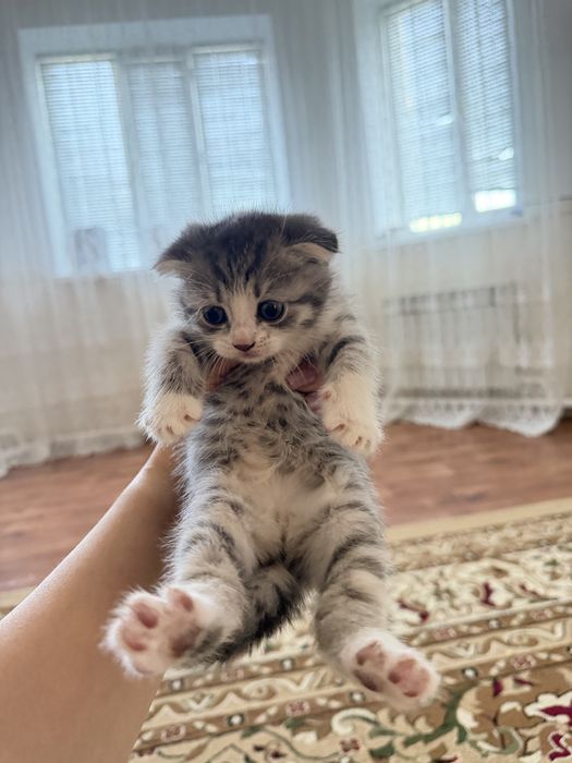 Шотладская вислоухая