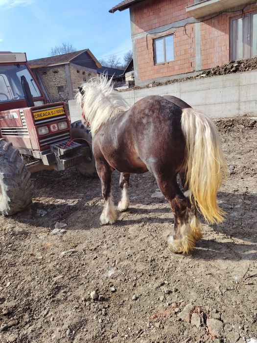 Mânjii și iapă de vânzare