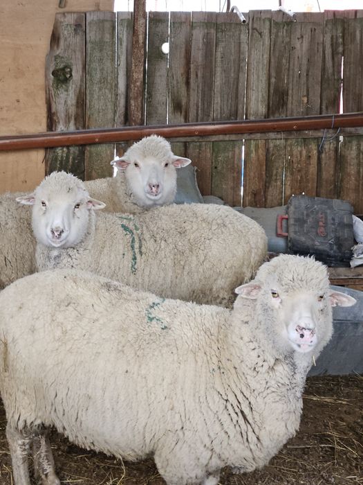 Қой бараны овцы сатам 3 бас  бар