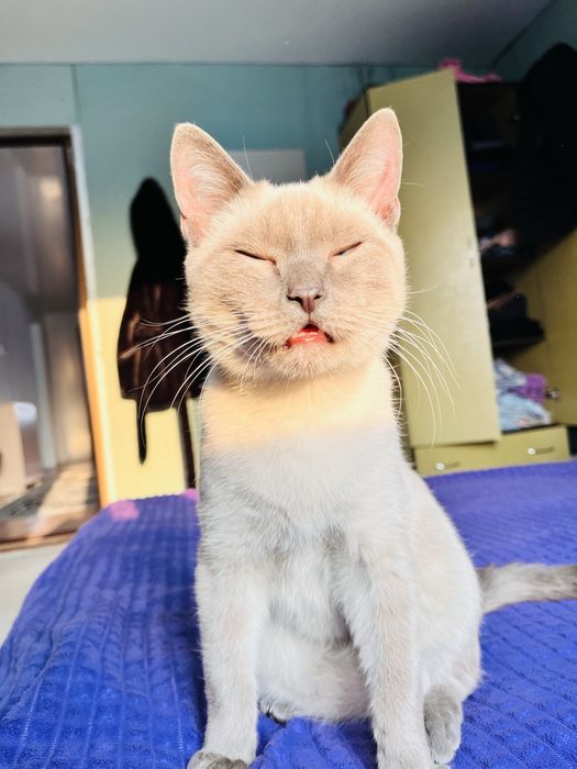 Отдам Кота Бесплатно