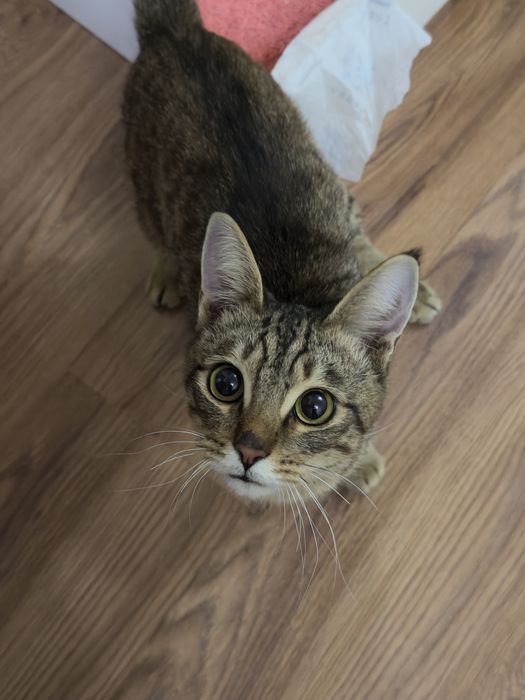 Ласковые котята. Отдадим в добрые руки
