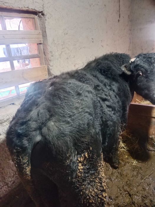 Хокиз   сотилади.