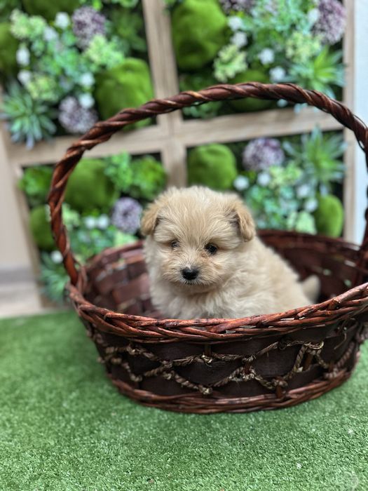 Помапу - Pomapoo.